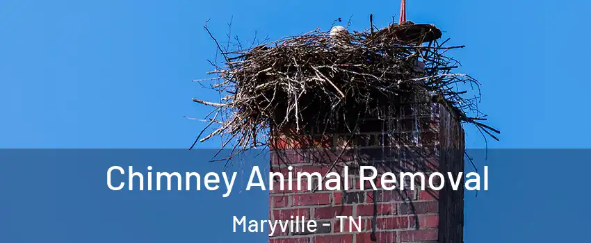 Chimney Animal Removal Maryville - TN