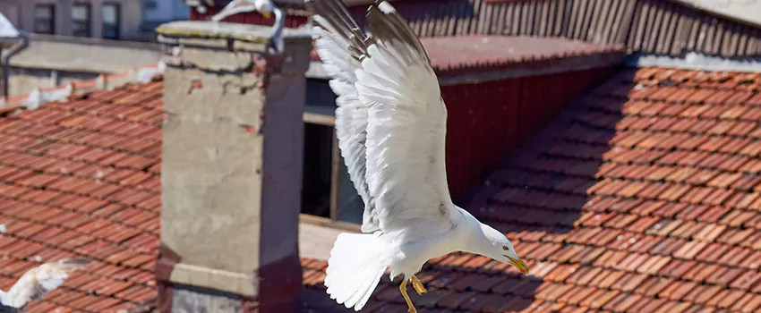 Residential Chimney Animal Removal Solution in Maryville, TN