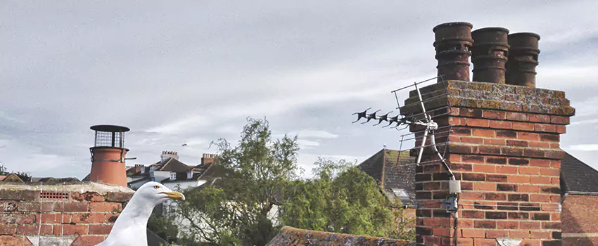 Chimney Cleaning And Restoration in Maryville, Tennessee